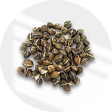 Moringa Seed